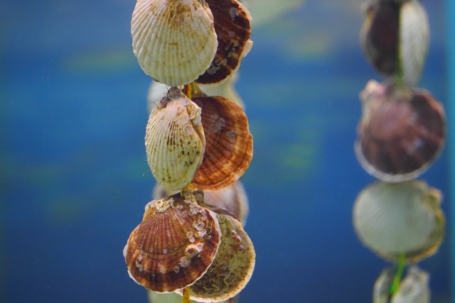 ホタテの貝の写真